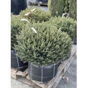 Ялина сербська Карел  60-80 см